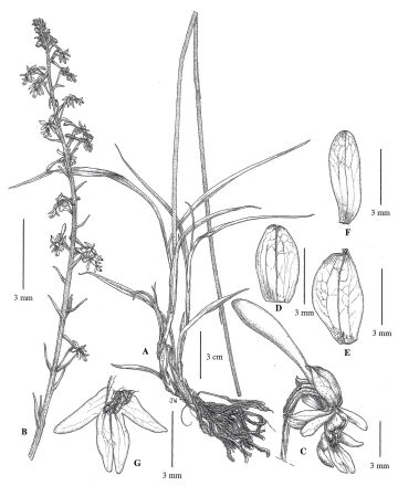 Calanthe poiformis