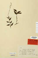 Crepidium fissum: Microstylis fissa Schltr., herbarium sheet, Schlechter 19567 (isotype specimen L)