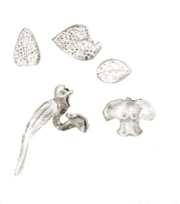 Phreatia spathulata
