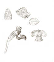 Phreatia spathulata: Phreatia spathulata J.J.Sm., floral analysis, drawing J.J. Smith, from Gibbs 6004
