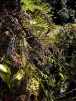 Taeniophyllum multiflorum: Taeniophyllum multiflorum ((Ridl.) Kocyan & Schuit., plants in situ, photo Graham Corbin, from Papua New Guinea, Chimbu Prov., Mount Wilhelm