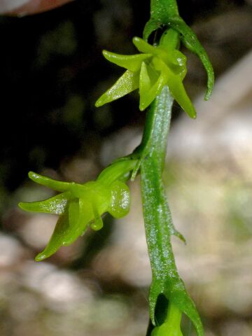 Taeniophyllum multiflorum