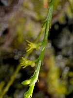 Taeniophyllum multiflorum: Taeniophyllum multiflorum ((Ridl.) Kocyan & Schuit., part of onfloresscence, photo Graham Corbin, from Papua New Guinea, Chimbu Prov., Mount Wilhelm