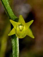 Taeniophyllum multiflorum: Taeniophyllum multiflorum ((Ridl.) Kocyan & Schuit., flower, photo Graham Corbin, from Papua New Guinea, Chimbu Prov., Mount Wilhelm