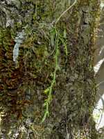Taeniophyllum multiflorum: Taeniophyllum multiflorum ((Ridl.) Kocyan & Schuit., plant habit, photo Graham Corbin, from Papua New Guinea, Chimbu Prov., Mount Wilhelm