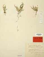 Oberonia torana: Oberonia torana J.J.Sm., herbarium sheet, Gjellerup 912 (isotype specimen L)