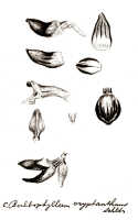 Bulbophyllum cryptanthoides: Bulbophyllum cryptanthoides J.J.Sm., as B. cryptanthum auct. non Schltr.: J.J. Sm., floral analysis, drawing J.J. Smith, from Bogor cult. (Exp. Lorentz, Djibdja 444) s.n.