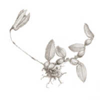 Bulbophyllum coiloglossum: Bulbophyllum coiloglossum Schltr., as Pedilochilus coiloglossum (Schltr.) Schltr., habit, drawing Natadipoera, from Janowsky 85