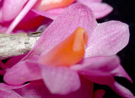 Dendrobium obtusum: Dendrobium obtusum Schltr., flower, lateral view, photo Ed de Vogel, plant collected from cut-down tree, Panakawa logging concession, Western Province, Fly river
