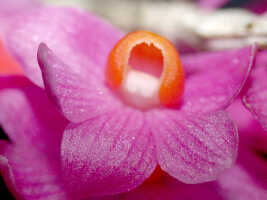 Dendrobium obtusum: Dendrobium obtusum Schltr., flower, front view, photo Ed de Vogel, plant collected from cut-down tree, Panakawa logging concession, Western Province, Fly river