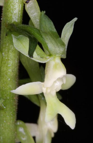 Calanthe micrantha