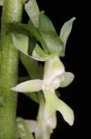 Calanthe micrantha: Calanthe micrantha Schltr., flower, oblique front view, photo Jon Cara, from Papua New Guinea, Simbu Prov.