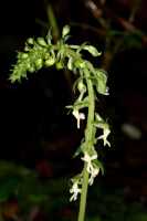 Calanthe micrantha: Calanthe micrantha Schltr., inflorescence, photo Jon Cara, from Papua New Guinea, Simbu Prov.
