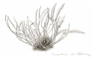 Dendrobium apiculiferum: Dendrobium apiculiferum J.J.Sm., habit, drawing Darmosoediro, based on Feuilletau de Bruyn 398