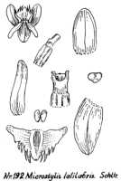 Crepidium latilabre: Crepidium latilabre (Schltr.) M.A.Clem. & D.L.Jones ( as Microstylis latilabris Schltr.), drawing R. Schlechter in Repert. Spec. Nov. Regni Veg. Beih. 21 (1923) t. 55, fig. 192