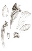 Dendrobium infractum: Dendrobium infractum J.J.Sm., drawing J.J. Smith, based on Gjellerup 1155