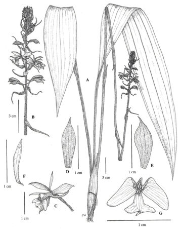 Calanthe goodenoughiana