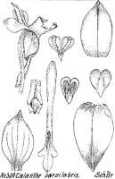 Calanthe parvilabris:  Calanthe parvilabris Schltr., from Repert. Spec. Nov. Regni Veg. Beih. 21 (1923) t. 135, fig. 509