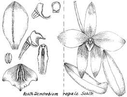 Dendrobium regale: Diplocaulobium regale (Schltr.) A.D.Hawkes (as Dendrobium regale Schltr.), drawing R. Schlechter in Repert. Spec. Nov. Regni Veg. Beih. 21 (1923) t. 161, fig. 604