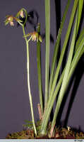 Cymbidium ensifolium subsp. haematodes: Cymbidium ensifolium (L.) Sw. subsp. haematodes (Lindl.) Du Puy & P.J.Cribb, photo E.F. de Vogel, from Leiden cult. 20020193