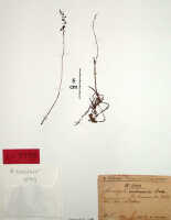 Crepidium maboroense: Crepidium maboroense (Schltr.) Szlach.Microstylis maboroensis Schltr.), herbarium sheet, Schlechter 19507 (isotype specimen BO)