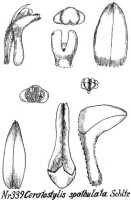 Ceratostylis spathulata: Ceratostylis spathulata Schltr., from Repert. Spec. Nov. Regni Veg. Beih. 21 (1923) t. 92, fig. 339