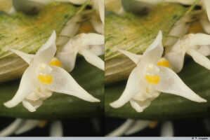 Bulbophyllum colliferum: Bulbophyllum colliferum J.J.Sm., flower, oblique front view, photo P. Jongejan, collection Royal Botanic Gardens, Kew, cult. P. Jongejan 1762