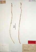 Crepidium tubulosum: Crepidium tubulosum (J.J.Sm.) Szlach. (as Microstylis tubulosa J.J.Sm.), herbarium sheet, Wichmann Exp. (Djibdja) s.n. (Mt. Sinagoi) (holotype specimen BO)