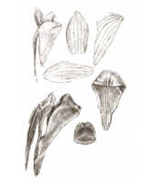 Dendrobium infractum: overview