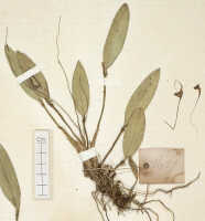 Dendrobium aratriferum: Dendrobium aratriferum J.J.Sm. , detail of isotype specimen: Versteeg 1637 (L)