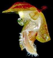 Bulbophyllum orbiculare: Bulbophyllum orbiculare J.J.Sm., flower, lateral view, photo Ed de Vogel, Leiden cult. 930140 (Jongejan 1073), from Papua New Guinea, locakity not known