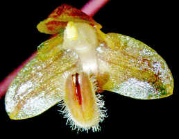 Bulbophyllum orbiculare: Bulbophyllum orbiculare J.J.Sm., flower, oblique front view, photo Ed de Vogel, Leiden cult. 930140 (Jongejan 1073), from Papua New Guinea, locakity not known