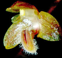 Bulbophyllum orbiculare: Bulbophyllum orbiculare J.J.Sm., flower, oblique lateral view, photo Ed de Vogel, Leiden cult. 930140 (Jongejan 1073), from Papua New Guinea, locakity not known