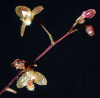 Bulbophyllum orbiculare: Bulbophyllum orbiculare J.J.Sm., inflorescence, photo Ed de Vogel, Leiden cult. 930140 (Jongejan 1073), from Papua New Guinea, locakity not known
