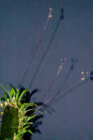 Bulbophyllum orbiculare: Bulbophyllum orbiculare J.J.Sm., plant habit, photo Ed de Vogel, Leiden cult. 930140 (Jongejan 1073), from Papua New Guinea, locakity not known