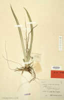 Oberonia asperula: Oberonia asperula J.J.Sm., herbarium sheet, Versteeg 1322 (isotype specimen L)