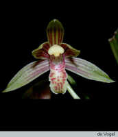 Cymbidium ensifolium subsp. haematodes: overview picture