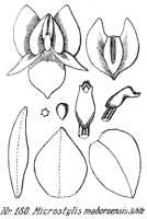 Crepidium maboroense: Crepidium maboroense (Schltr.) Szlach.Microstylis maboroensis Schltr.), drawing R. Schlechter in Repert. Spec. Nov. Regni Veg. Beih. 21 (1923) t. 44, fig. 150