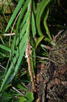 Agrostophyllum mucronatum: Agrostophyllum mucronatum J.J.Sm., plant habot, photo Ed de Vogel, Shearman cult. 20090115 (de Vogel), from Papua New Guinea, Madang Prov.