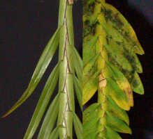 Agrostophyllum mucronatum: Agrostophyllum mucronatum (left) and A. spicatum, difference in  leaves and leaf sheaths, photos Ed de Vogel