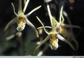 Dendrobium chrysotropis: Dendrobium chrysotropis Schltr., flowers, photo N.E.G. Cruttwell, based on Cruttwell (11/79, PNG, Koruni)