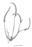 Dendrobium albiflorum:  Dendrobium infortunatum J.J.Sm.  (= Dendrobium albiflorum Ridl..), drawing R. Soekanda, based on Gibbs 6282