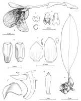 Bulbophyllum najae: Bulbophyllum najae J.J. Verm., Schuit. & de Vogel, drawing Jaap Vermeulen in Vermeulen, Schuiteman & de Vogel, Malesian Orchid Journal 21 (2018) 37, fig. 11