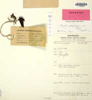Corybas porphyrus: Corybas porphyrus P.Royen, herbarium sheet, Syde, van der BW 5592, holotype specimen (L)