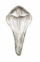 Dendrobium infractum: Dendrobium infractum J.J.Sm., drawing J.J. Smith, based on Gjellerup 1155