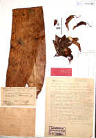 Bulbophyllum phalaenopsis: Bulbophyllum phalaenopsis J.J.Sm., herbarium sheet, Bogor cult. (Schmidt) 29-XI-108 (isotype specimen BO)