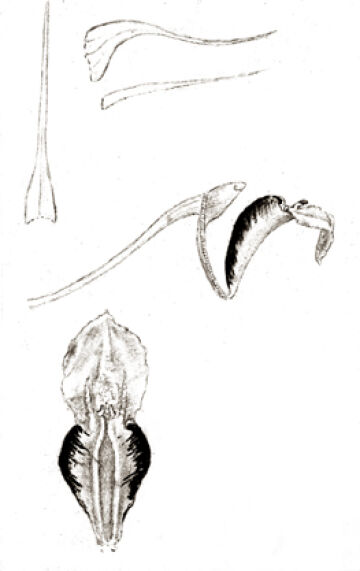 Dendrobium mamberamense