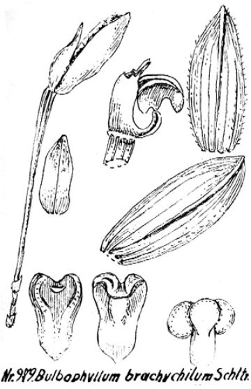 Bulbophyllum brachychilum