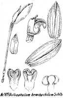 Bulbophyllum brachychilum: Bulbophyllum brachychilum Schltr., floral analysis, R. Schlechter in Repert. Spec. Nov. Regni Veg. Beih. 21 (1928) t. 257, fig. 979