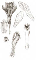 Dendrobium obtusum: Dendrobium obtusum Schltr. (as Dendrobium concavissimum J.J.Sm.), drawing J.J. Smith, based on Mayr 16